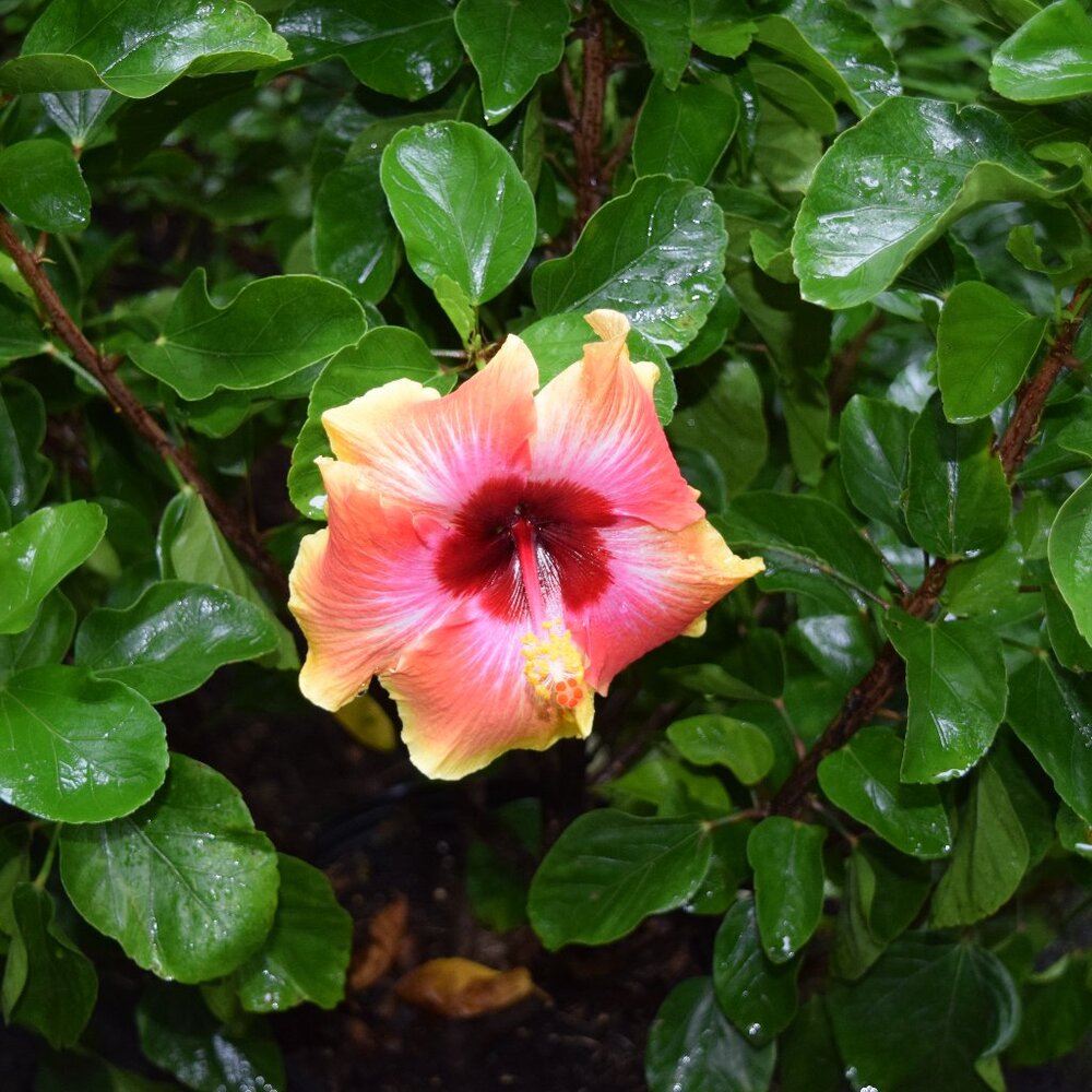 Meet your Posher, 🌸 Poshy Petunia 🌸